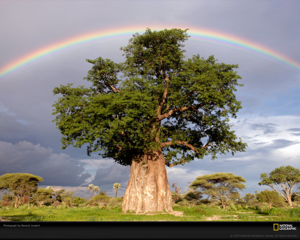 2_rainbow-baobab-tree-joubert-1011931-xl