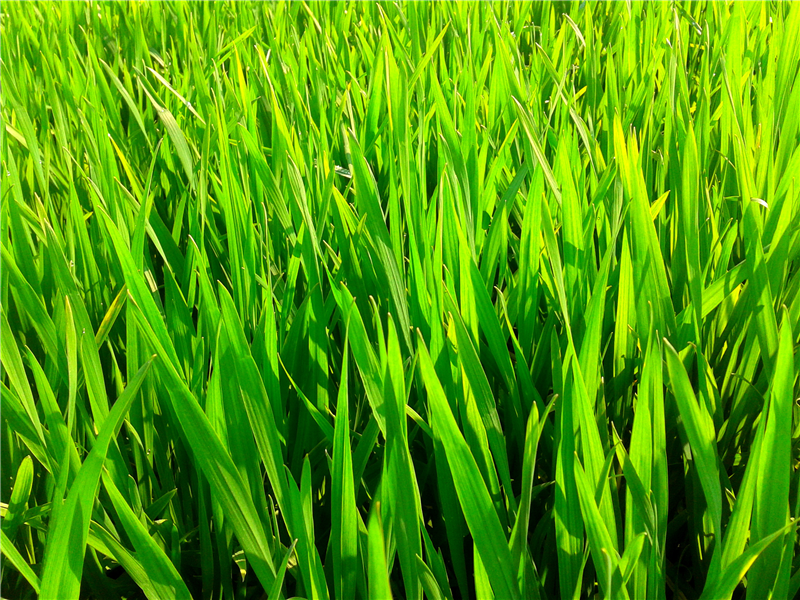2_wheatgrass