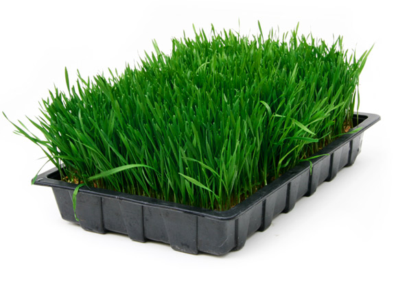 6_wheatgrass-tray
