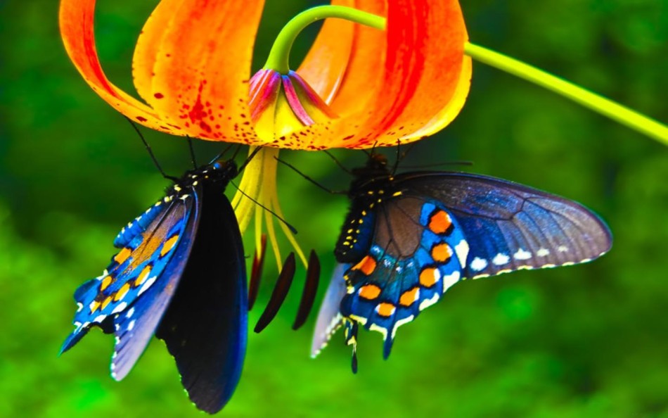 Farfalle_su_fiori_592